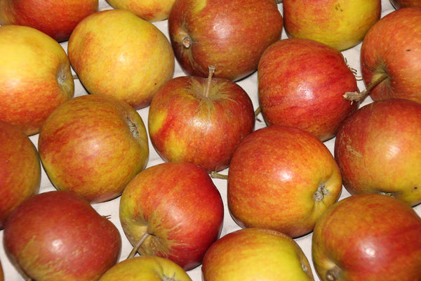 Delicious healthy fresh apples to be put into a bag for delivery