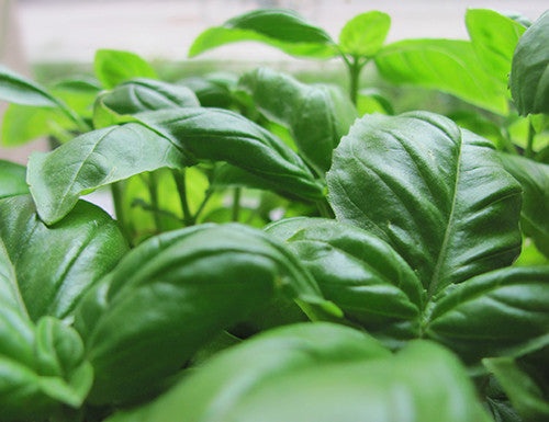 Basil