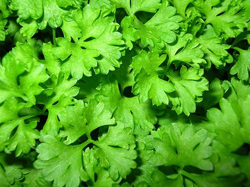 Bunch of Flat Leaf Parsley