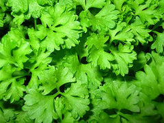 Bunch of Flat Leaf Parsley